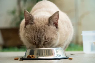 Gato comiendo alimento seco de un recipiente metálico.